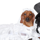 Illustration for article titled Another Official Dog Wedding Mocks Commitment-Averse Humans